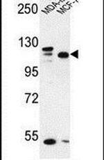 SEC24C Antibody in Western Blot (WB)