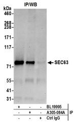 SEC63 Antibody in Western Blot (WB)