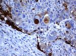 SELENBP1 Antibody in Immunohistochemistry (Paraffin) (IHC (P))