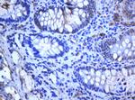 SELENBP1 Antibody in Immunohistochemistry (Paraffin) (IHC (P))