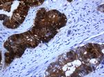 SELENBP1 Antibody in Immunohistochemistry (Paraffin) (IHC (P))