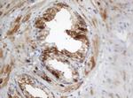 SELENBP1 Antibody in Immunohistochemistry (Paraffin) (IHC (P))