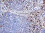 SELENBP1 Antibody in Immunohistochemistry (Paraffin) (IHC (P))