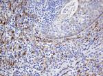 SELENBP1 Antibody in Immunohistochemistry (Paraffin) (IHC (P))