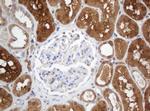 SELENBP1 Antibody in Immunohistochemistry (Paraffin) (IHC (P))