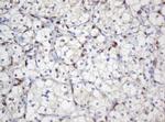 SELENBP1 Antibody in Immunohistochemistry (Paraffin) (IHC (P))