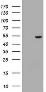 SELENBP1 Antibody in Western Blot (WB)