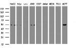 SELENBP1 Antibody in Western Blot (WB)