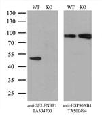 SELENBP1 Antibody in Western Blot (WB)