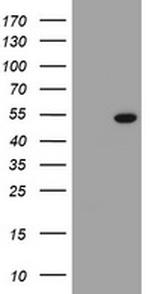 SELENBP1 Antibody in Western Blot (WB)