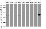 SELENBP1 Antibody in Western Blot (WB)