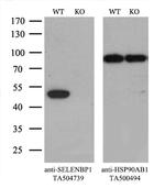 SELENBP1 Antibody in Western Blot (WB)