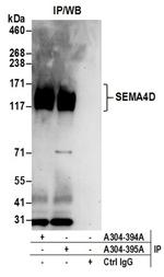 SEMA4D Antibody in Western Blot (WB)