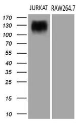 SEMA4D Antibody in Western Blot (WB)