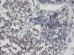 SENP2 Antibody in Immunohistochemistry (Paraffin) (IHC (P))