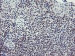 SENP2 Antibody in Immunohistochemistry (Paraffin) (IHC (P))