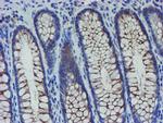 SENP2 Antibody in Immunohistochemistry (Paraffin) (IHC (P))