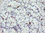 SENP2 Antibody in Immunohistochemistry (Paraffin) (IHC (P))