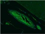 SEPT5 Antibody in Immunohistochemistry (Paraffin) (IHC (P))