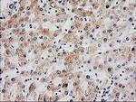 SERPINB13 Antibody in Immunohistochemistry (Paraffin) (IHC (P))