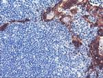 SERPINB2 Antibody in Immunohistochemistry (Paraffin) (IHC (P))