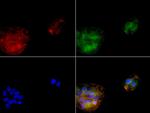 SERPINB4 Antibody in Immunocytochemistry (ICC/IF)