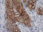 SERPINB4 Antibody in Immunohistochemistry (Paraffin) (IHC (P))