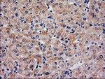 SERPINB4 Antibody in Immunohistochemistry (Paraffin) (IHC (P))