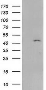 SERPINB4 Antibody in Western Blot (WB)