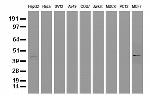 SERPINB4 Antibody in Western Blot (WB)