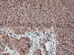 SERPINB6 Antibody in Immunohistochemistry (Paraffin) (IHC (P))