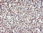 SERPINB6 Antibody in Immunohistochemistry (Paraffin) (IHC (P))