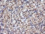 SERPINB6 Antibody in Immunohistochemistry (Paraffin) (IHC (P))