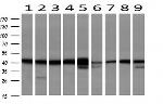 SERPINB6 Antibody in Western Blot (WB)