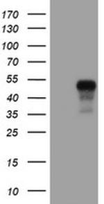 SERPINE2 Antibody in Western Blot (WB)