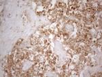 SFRP2 Antibody in Immunohistochemistry (Paraffin) (IHC (P))