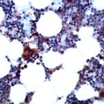 SHP2 Antibody in Immunohistochemistry (IHC)