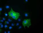 SH3GL1 Antibody in Immunocytochemistry (ICC/IF)