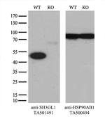 SH3GL1 Antibody in Western Blot (WB)