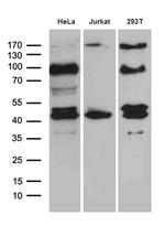 SHARPIN Antibody in Western Blot (WB)