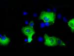 SHC1 Antibody in Immunocytochemistry (ICC/IF)