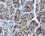 SHC1 Antibody in Immunohistochemistry (Paraffin) (IHC (P))