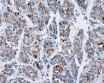 SHC1 Antibody in Immunohistochemistry (Paraffin) (IHC (P))