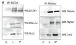 SHC1 Antibody in Immunoprecipitation (IP)