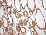 SHMT2 Antibody in Immunohistochemistry (Paraffin) (IHC (P))