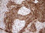 SHMT2 Antibody in Immunohistochemistry (Paraffin) (IHC (P))