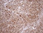 SHMT2 Antibody in Immunohistochemistry (Paraffin) (IHC (P))