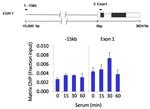 SHP-1 Antibody in ChIP Assay (ChIP)