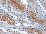 SHPK Antibody in Immunohistochemistry (Paraffin) (IHC (P))