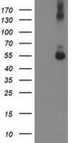SHPK Antibody in Western Blot (WB)